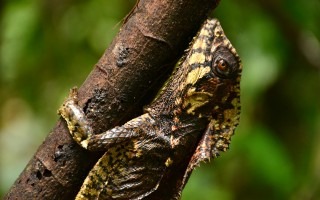 Un reptil agarrado de una rama.