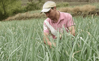 Imagen de un hombre trabajando en el cultivo de cebolla.