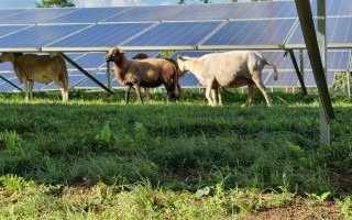 Ovejas en mediode los paneles solares.