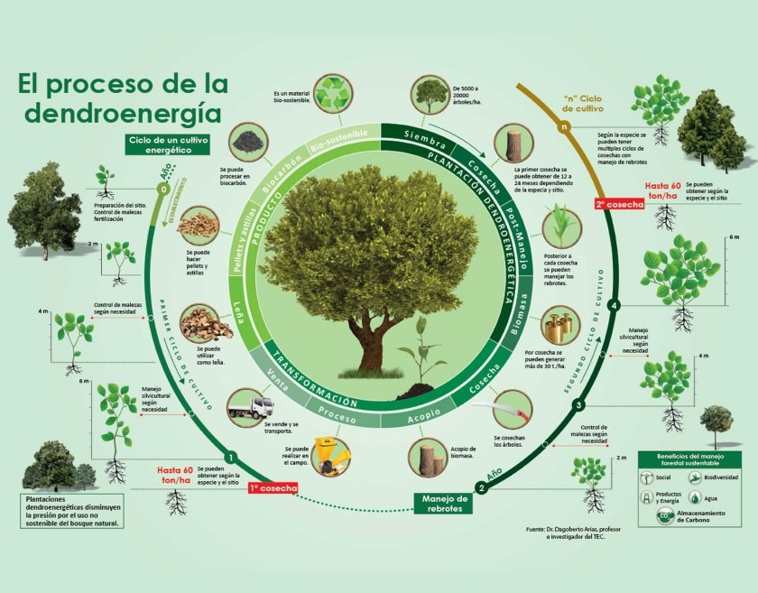 El proceso de la dendroenergía