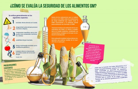 Evaluación de la seguridad de los alimentos OGM