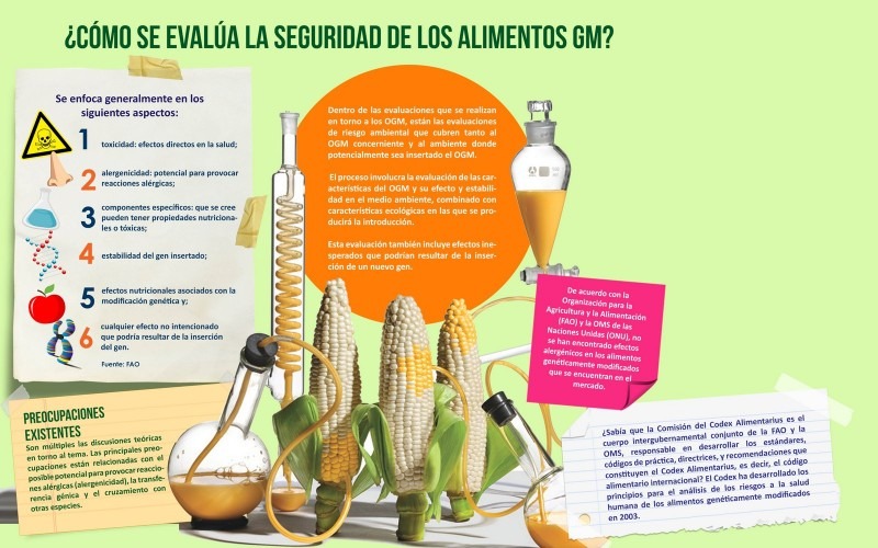 Evaluación de la seguridad de los alimentos OGM