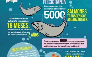 ¿Cómo se origina el salmón AquAdvantage?