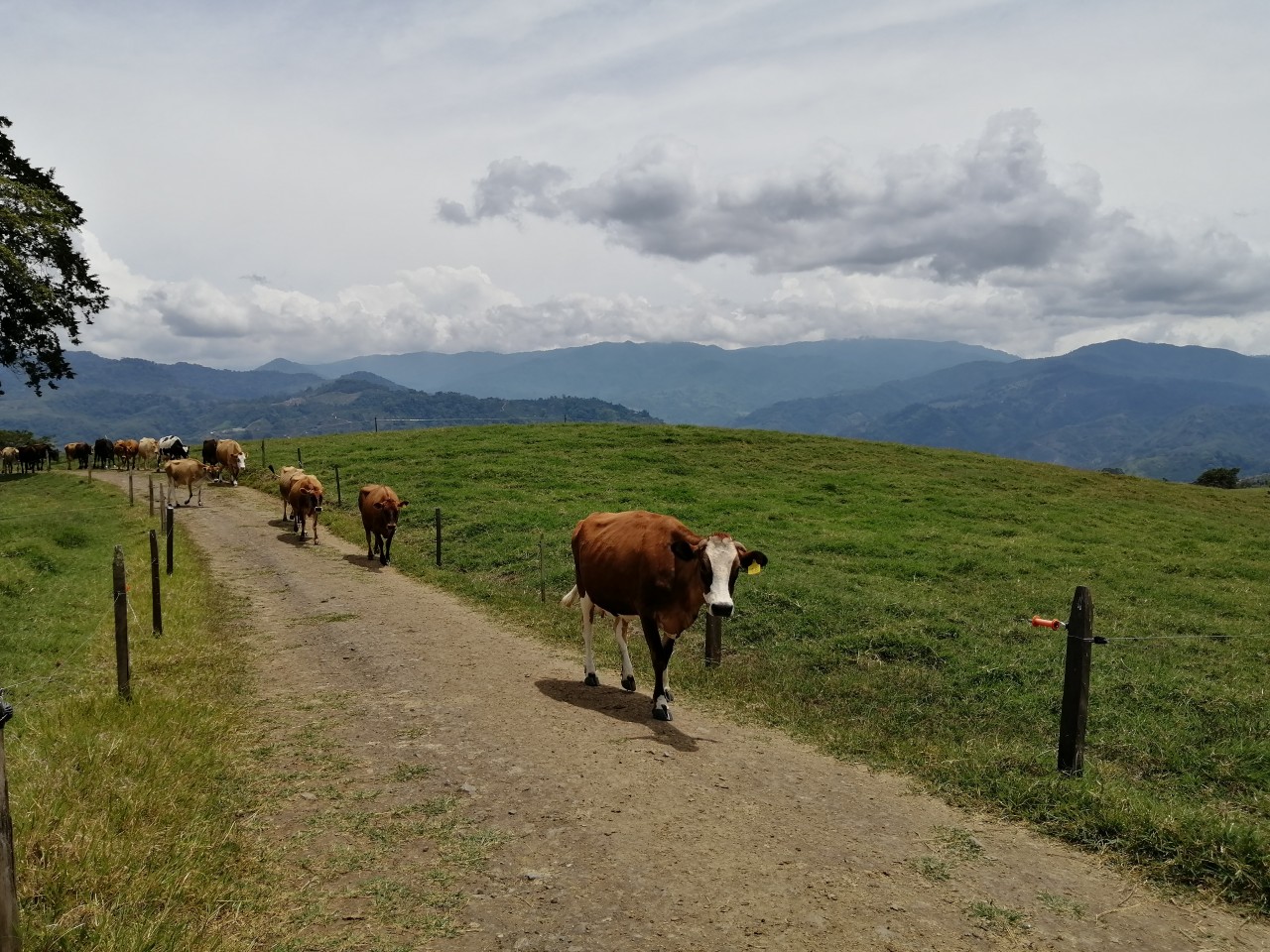 Vaca