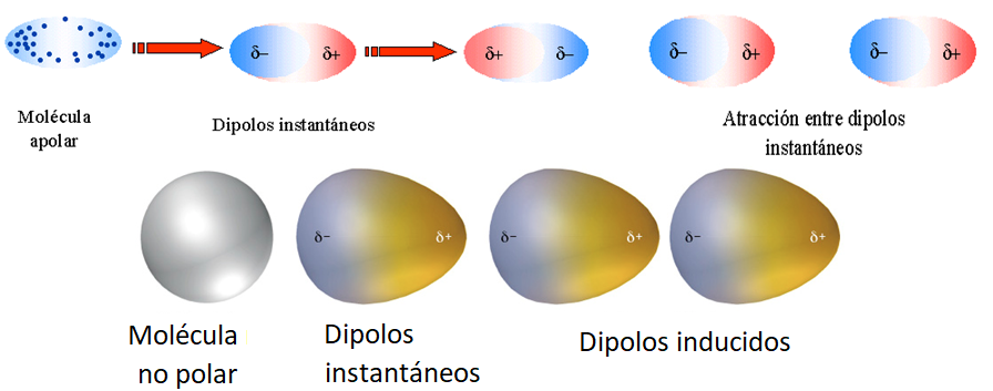 Representaciones esquemáticas de los dipolos instantáneos en dos átomos no polares