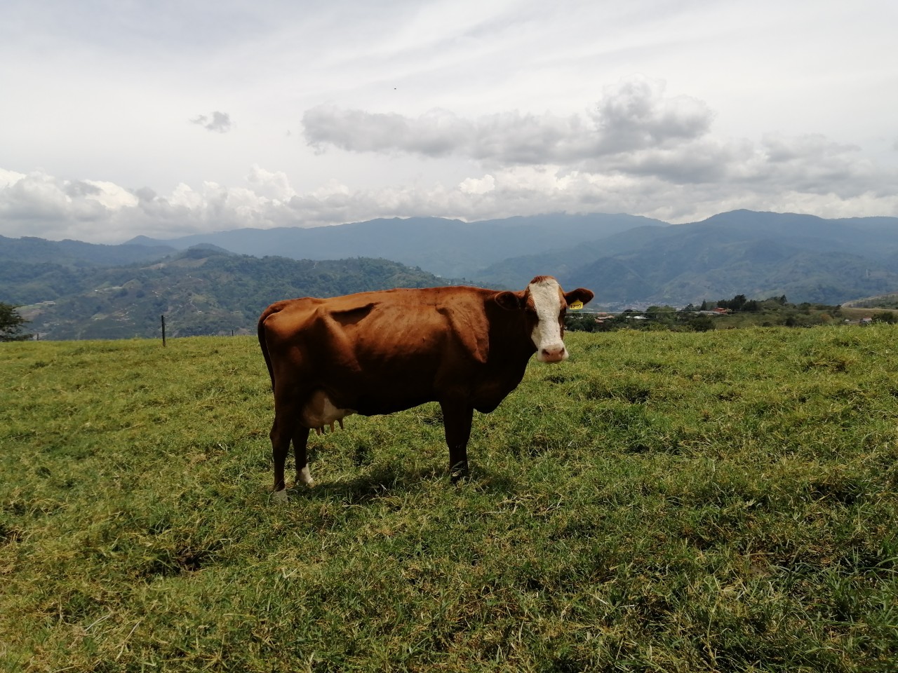 Vaca