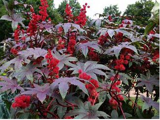 Caracterización de germoplasma de Ricinus communis de diferentes zonas de Costa Rica