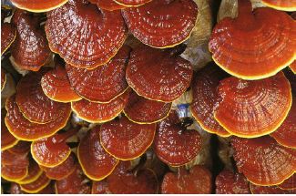 Optimización del cultivo in vitro del hongo Ganoderma lucidum (Curtis) P. Kars y determinación del efecto citotóxico sobre varias líneas de cáncer en Costa Rica