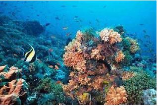 Bioprospección de la diversidad marina de Costa Rica: Estudio de octocorales del Pacífico para la obtención de nuevos metabolitos con potencial actividad anticancerígena