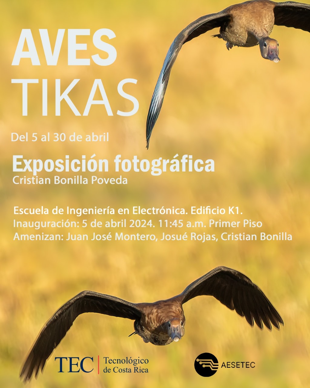Aves Tikas
