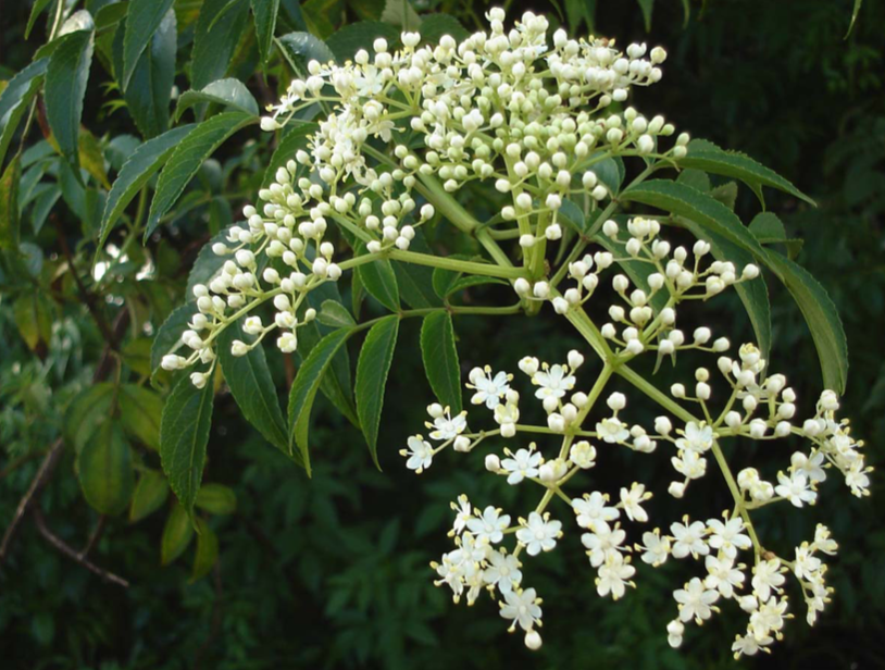 Cultivo in vitro de células de Azadirachta indica con miras al escalamiento para uso medicinal y ensayos preliminares para la producción de un bioinsecticida