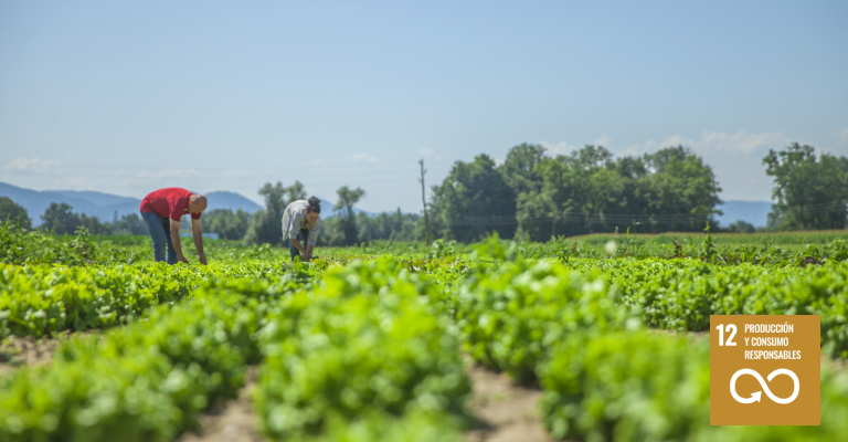 Seguimiento de los ODS: piloto meta 12.3 sobre pérdida y desperdicio de alimentos