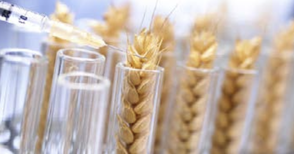 Caracterización de la actividad biológica in vitro de tres especies vegetales de interés cinetífico, nativas de Costa Rica
