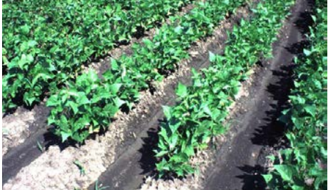 Analizar la sostenibilidad de la agrocadena del frijol en las empresas cooperativas de la Zona Norte, cantones Upala, Los Chiles y Guatuso, mediante el Marco de Evaluación de Sistemas de Manejo incorporando indicadores de Sustentabilidad –MESMIS