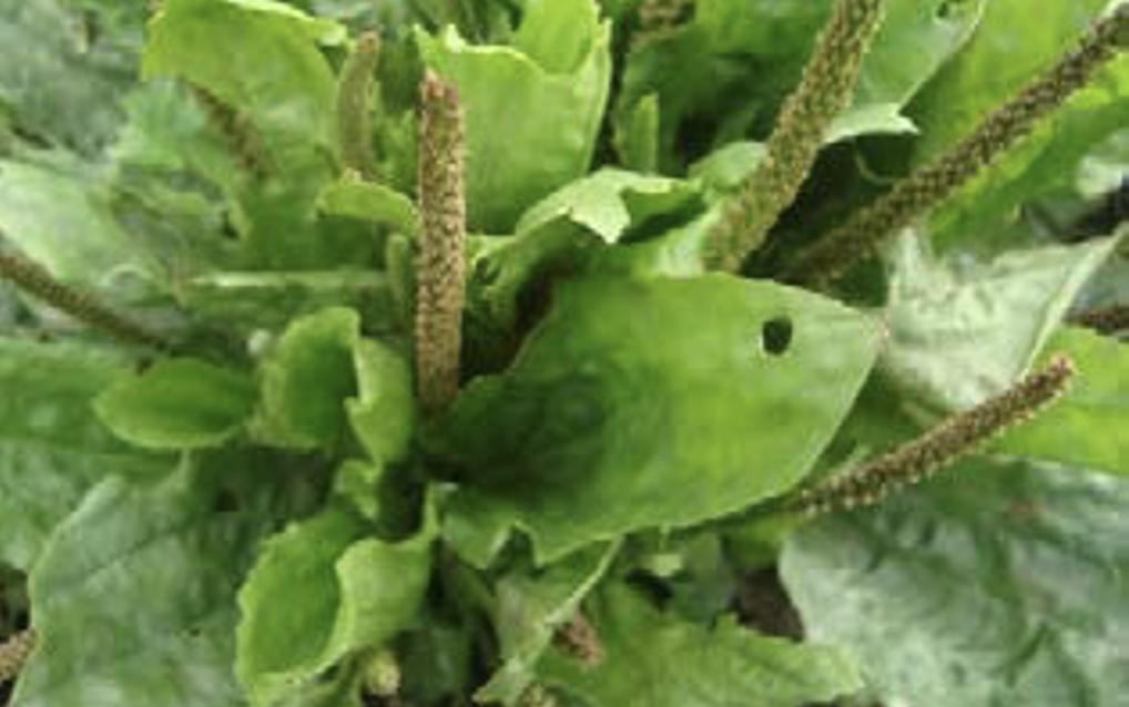 Implementación de un protocolo para el cultivo in vitro de llantén (Plantago major)
