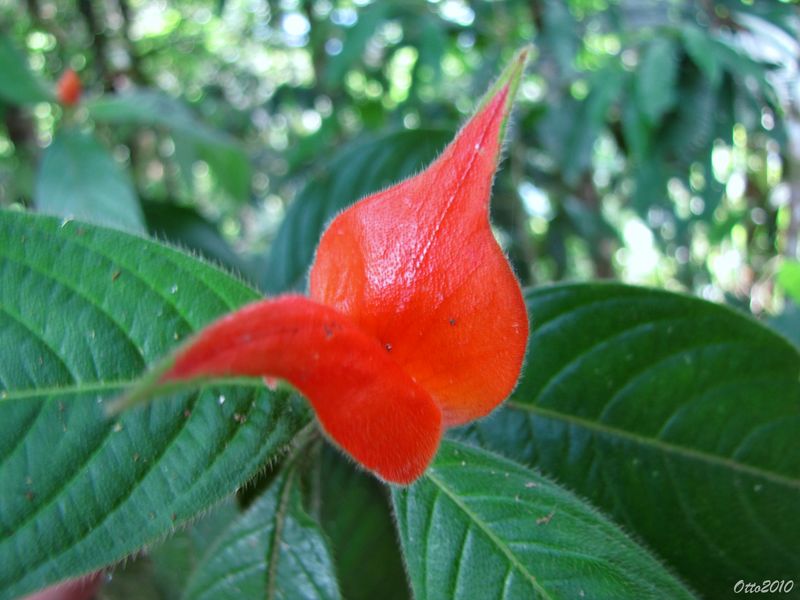 Una flor roja