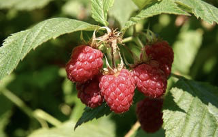 ESCALAMIENTO DE CULTIVO CELULARES DE MORA (RUBUS ADENOTRICHOS) VAR. “VINO” PARA LA PRODUCCIÓN DE COMPUESTOS FUNCIONALES CON MIRAS A LA OBTENCIÓN DE UN PRODUCTO COMERCIAL QUE CONTRIBUYA A LA SALUD HUMANA. 