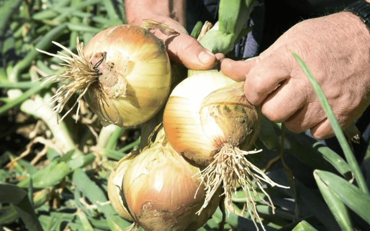 imagen de un siembro de cebollas