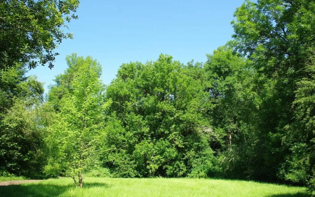 Arboles