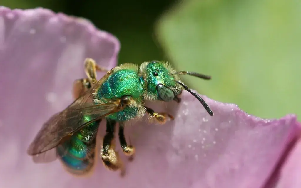 Abeja