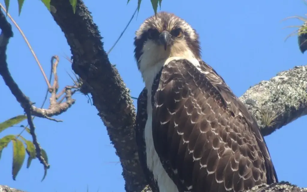 Aguila