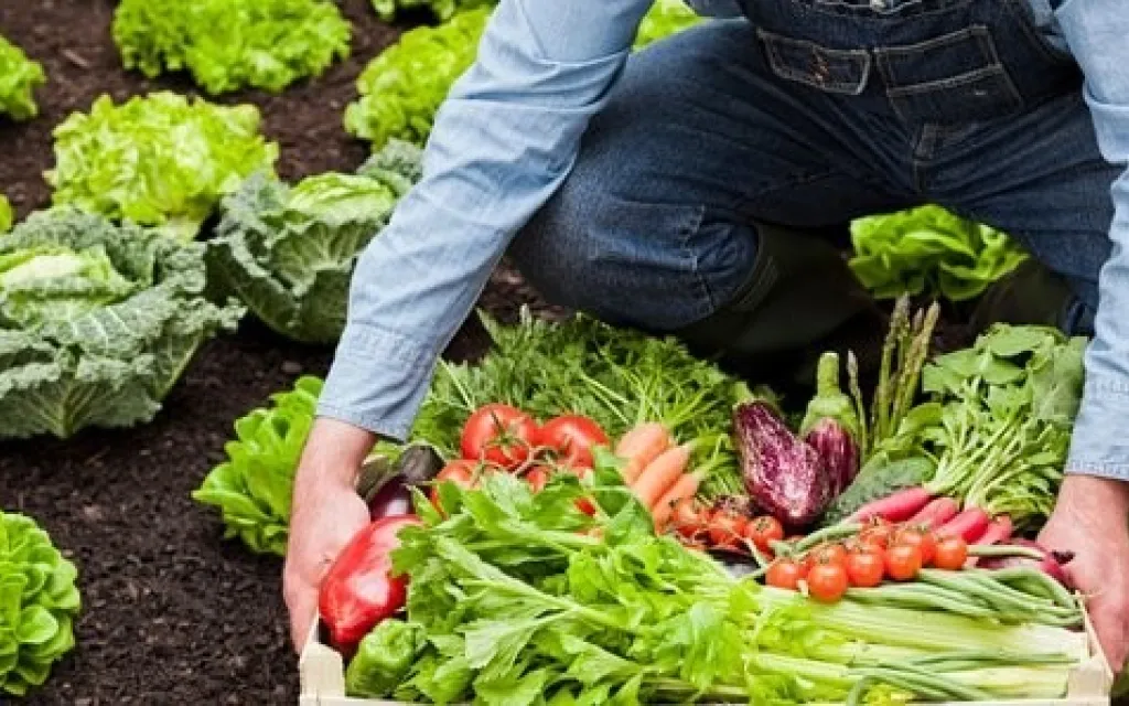 Verduras