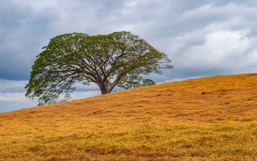 Fotografía de árbol