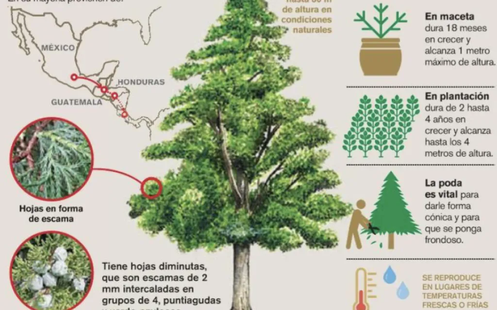 Arboles
