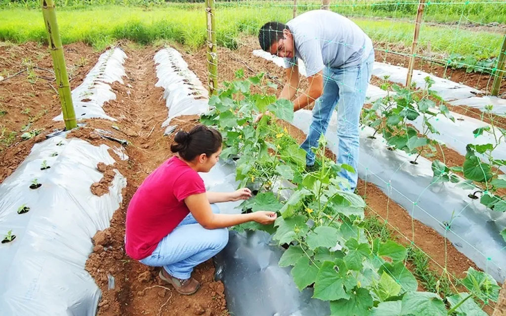 Cultivos