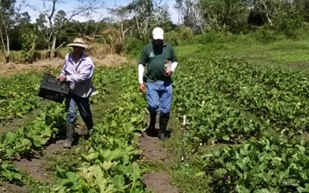 agricultor