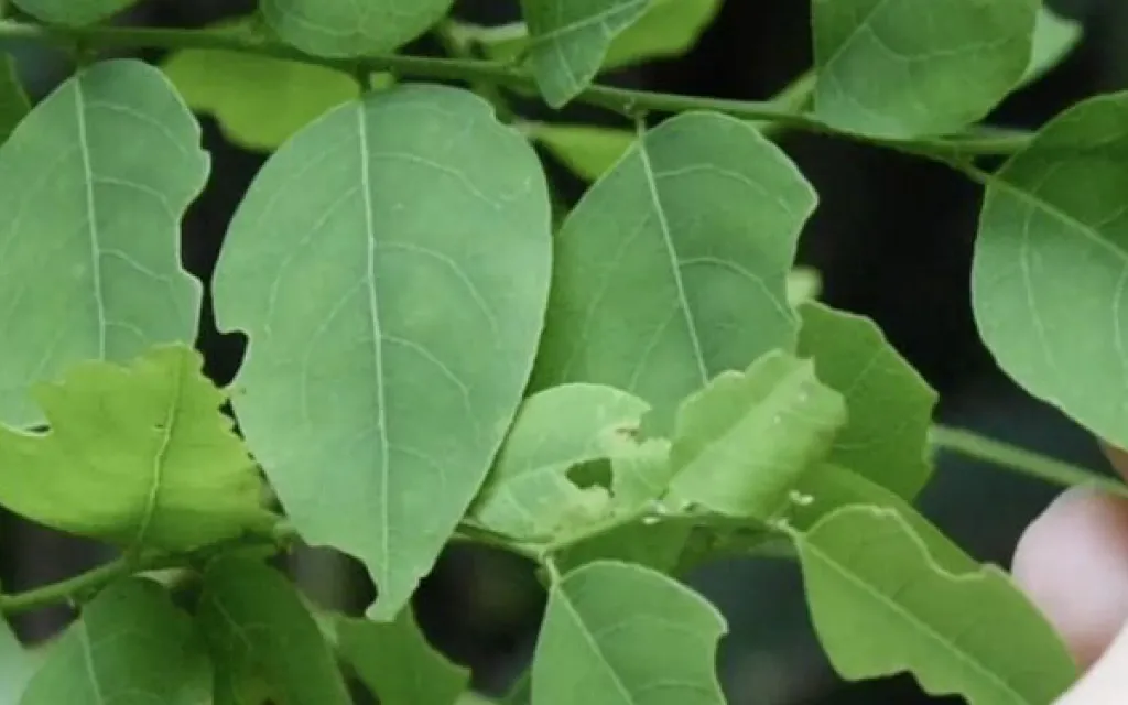 hojas de planta