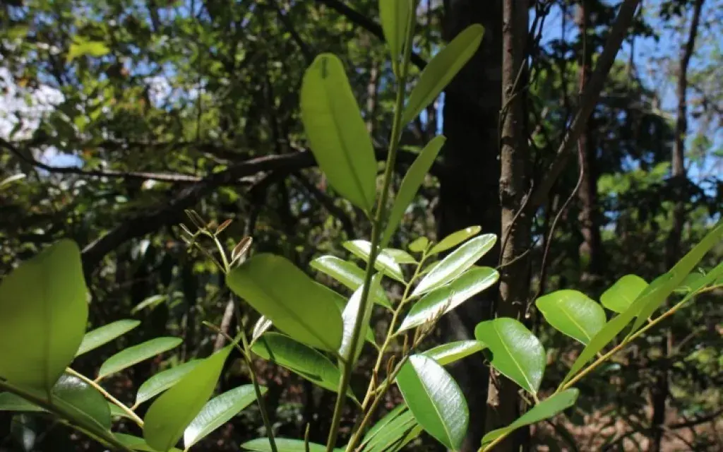 Planta
