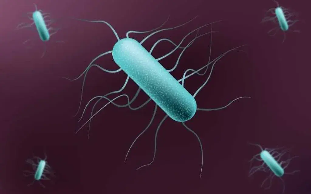 bacteria
