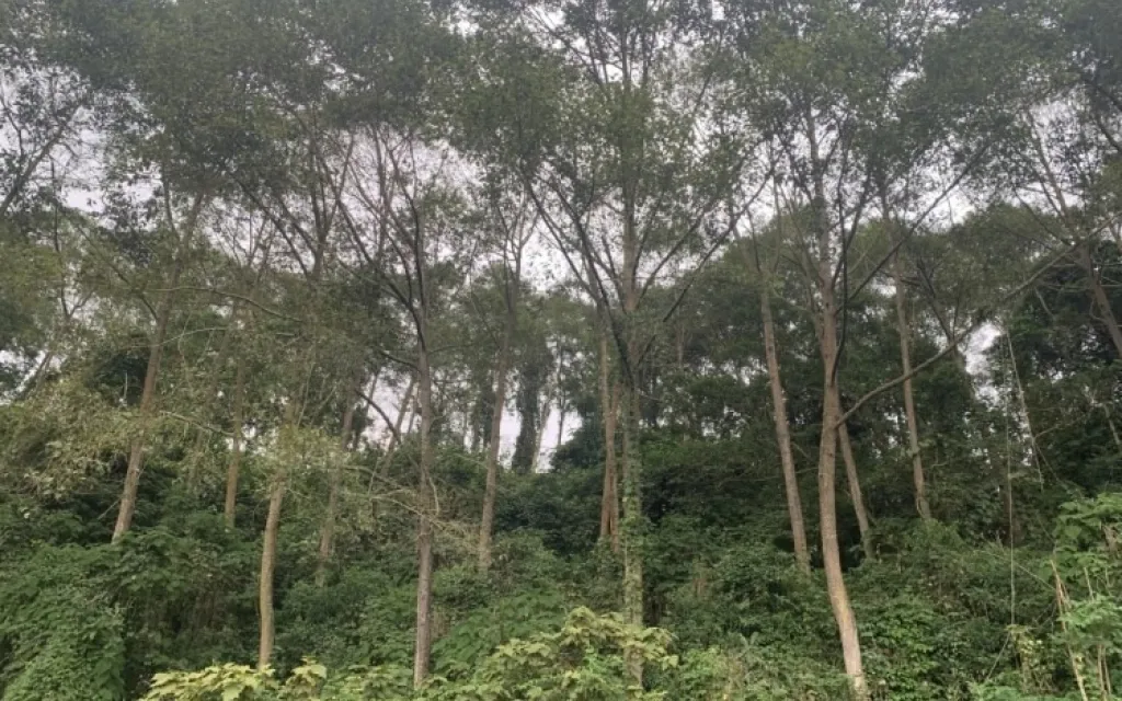 Fotografía de arboles