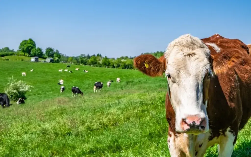 Vaca