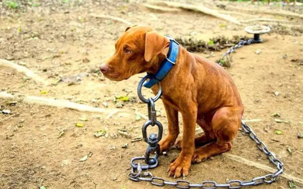 Perro