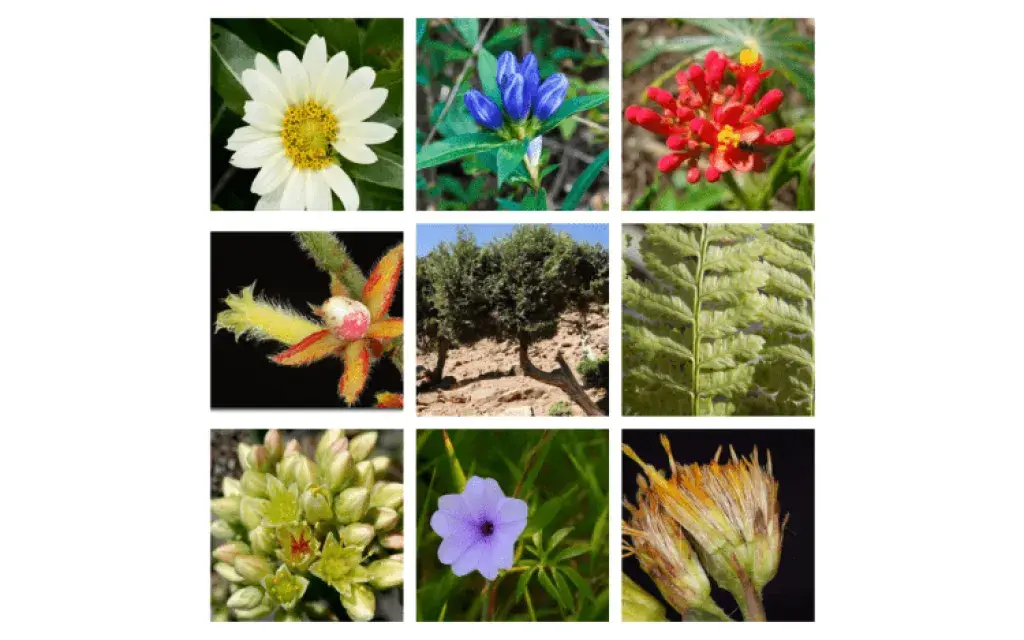 Plantas