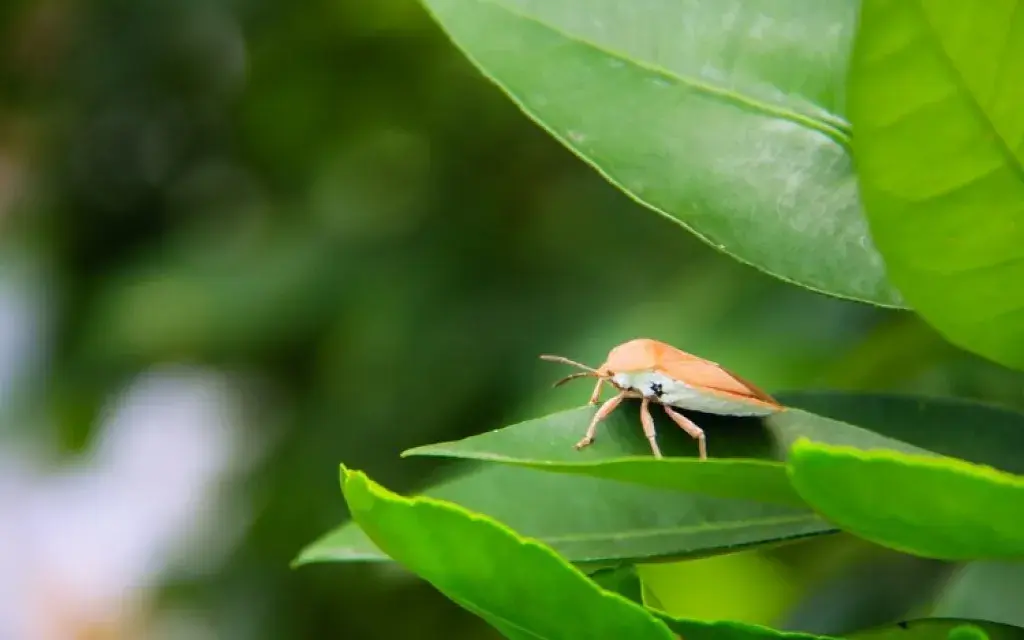 Insecto