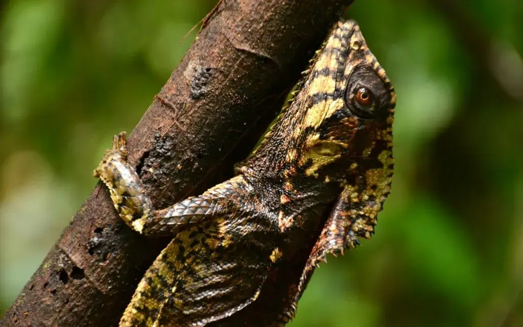 garrobo