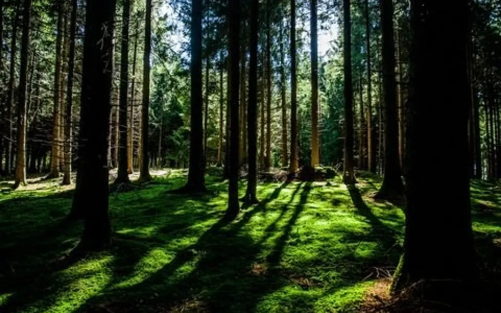 Bosque