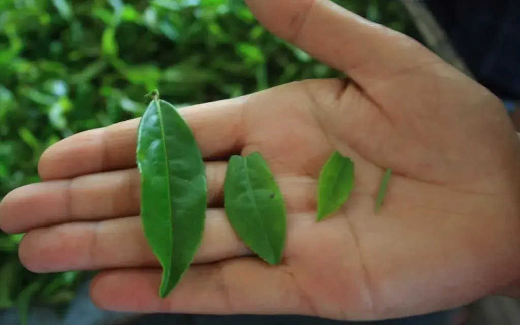 tealeaves