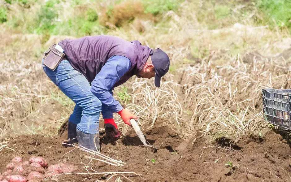 agricultor sacando papa de la tierra