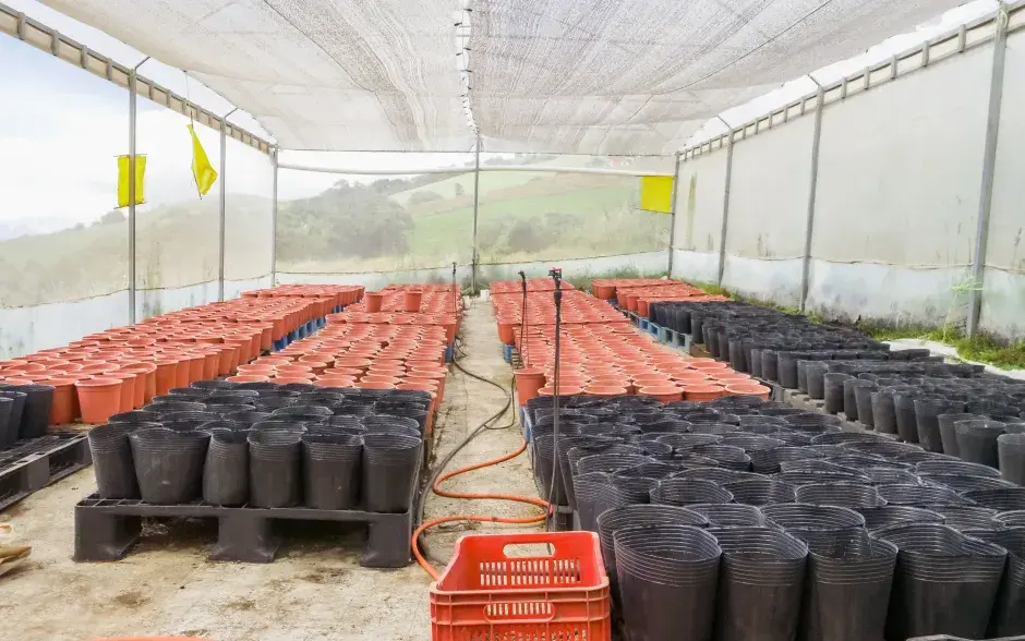 invernadero con macetas