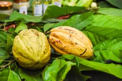 Semillas de cacao