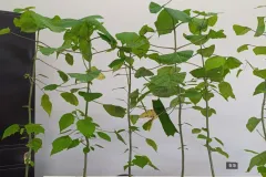 Plantación de Melina