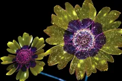 Caracterización de alimentos y plantas