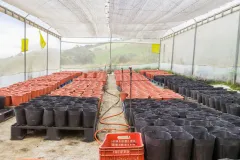 invernadero con macetas