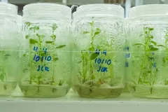vitroplantas en laboratorio