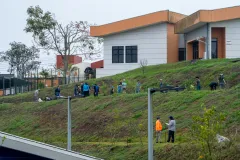 plantación de árboles
