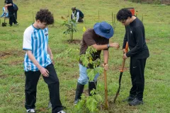 plantación de árboles
